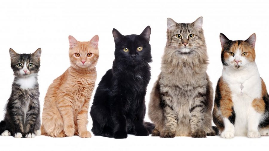 Jenis Kucing Lucu