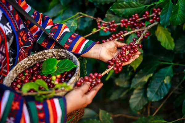 Kopi Yirgacheffe Ethiopia