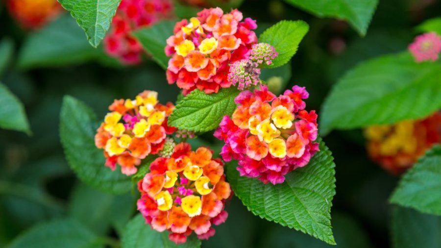 Menanam Bunga Lantana