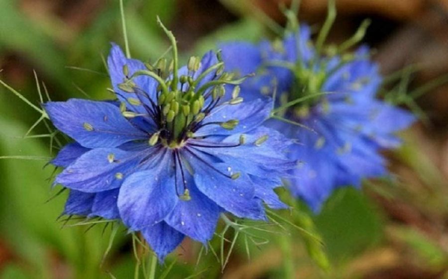 Merawat Bunga Nigella