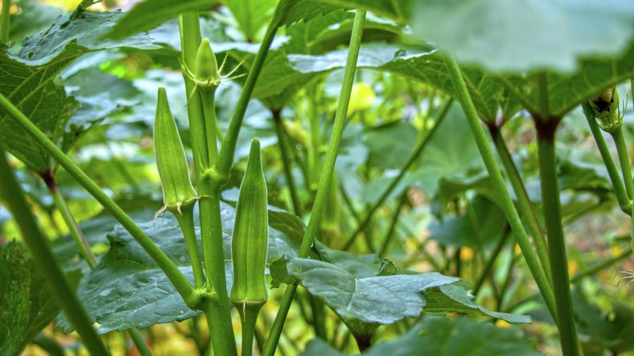 Budidaya Okra