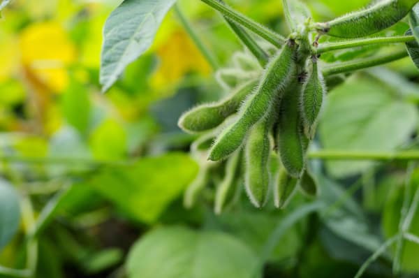 Cara Menanam Edamame