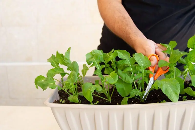 Menanam Arugula
