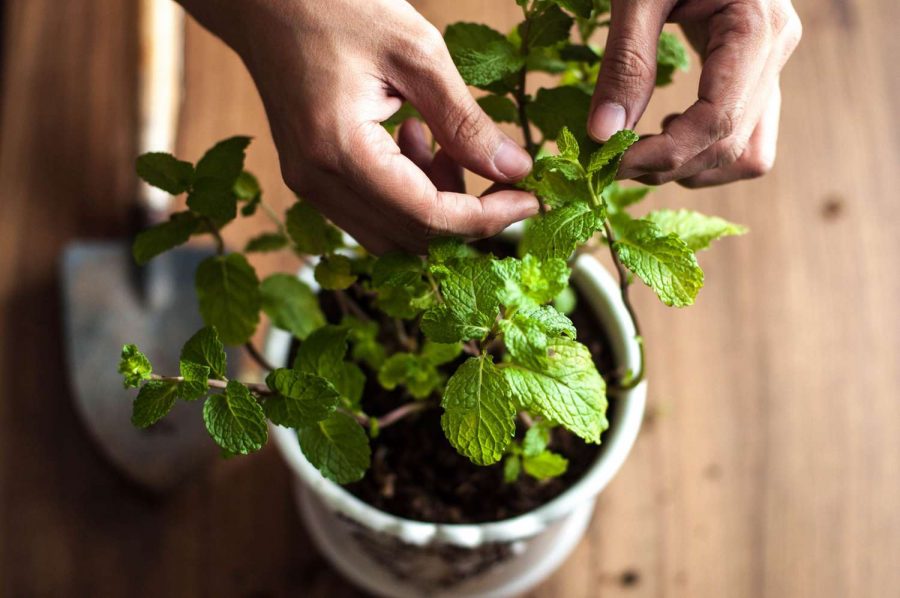 Menanam Daun Mint