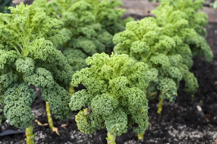 Menanam Kale