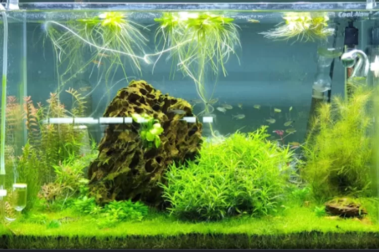 Menanam Hydrilla