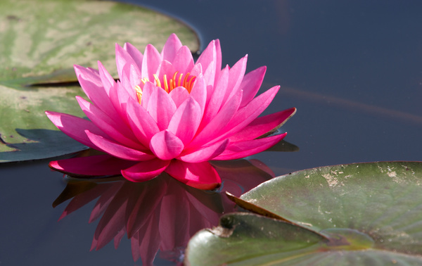 Menanam Lotus Merah