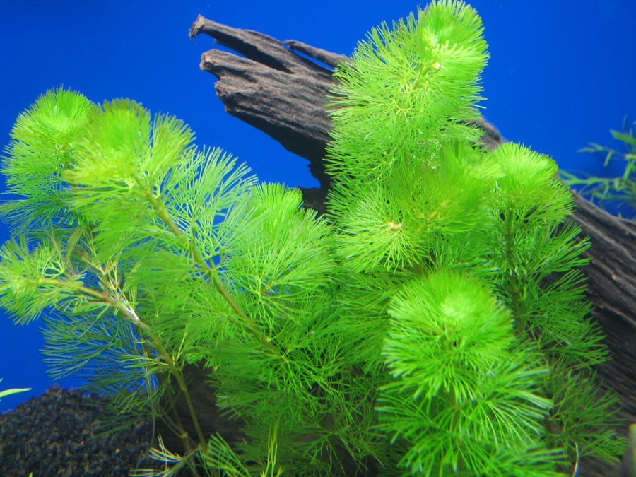 Perawatan Cabomba