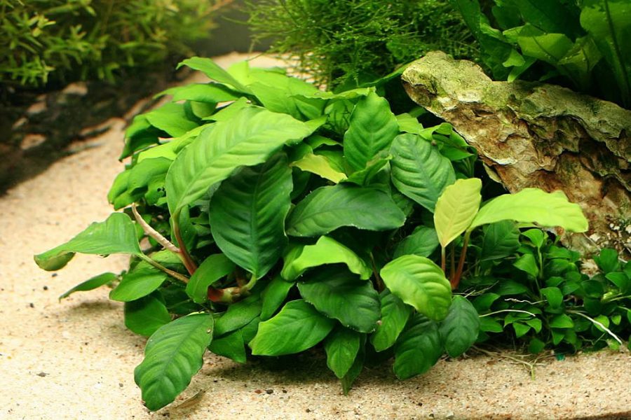 Tips Merawat Anubias