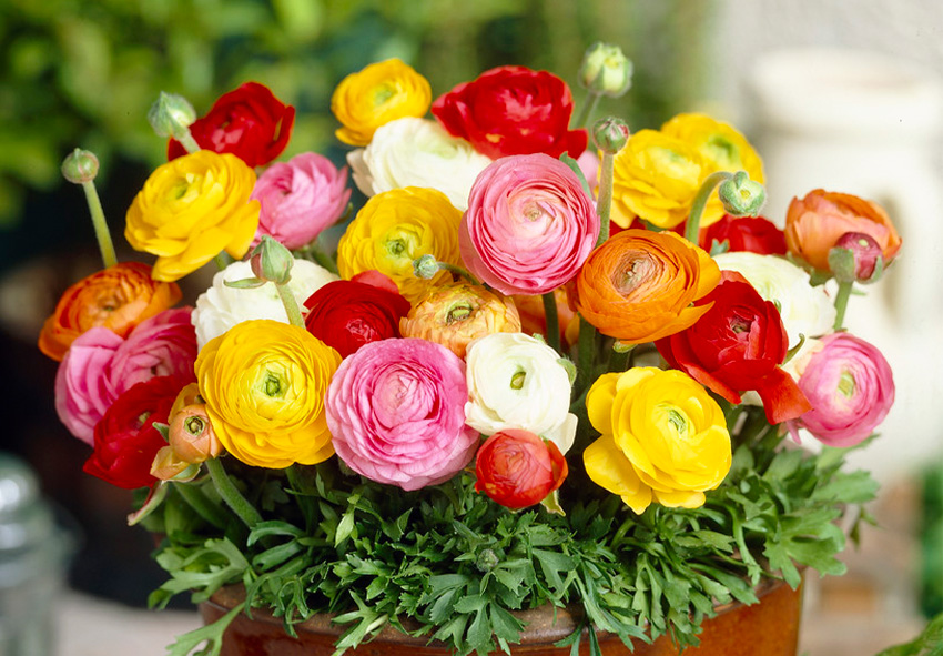 Bunga Ranunculus