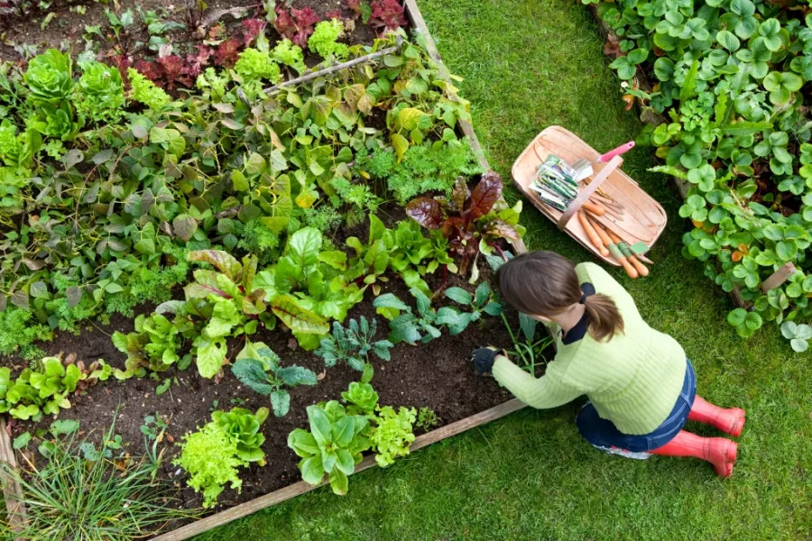 Edible Garden Mini