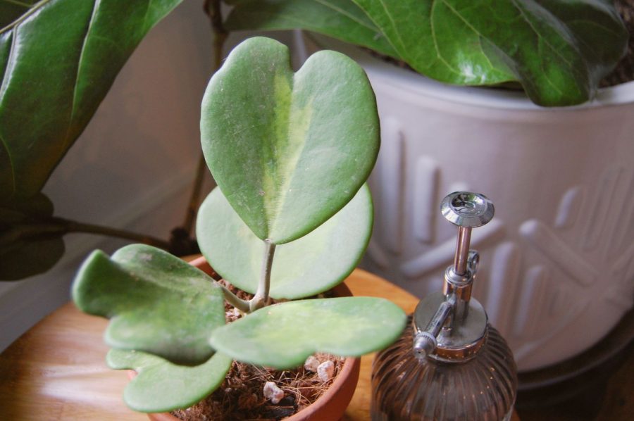 Hoya Kerrii