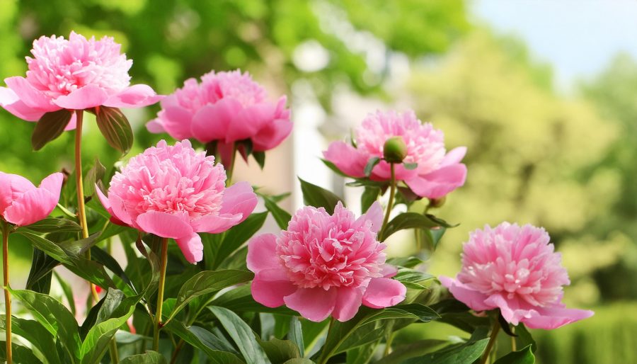 Merawat Bunga Peony