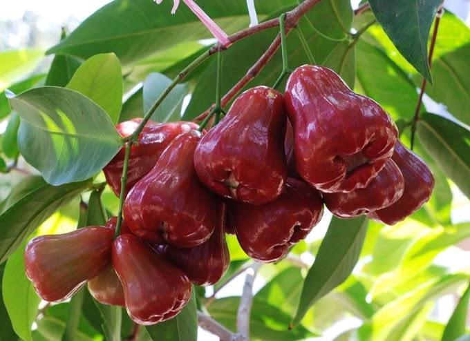 Kebun Jambu Air