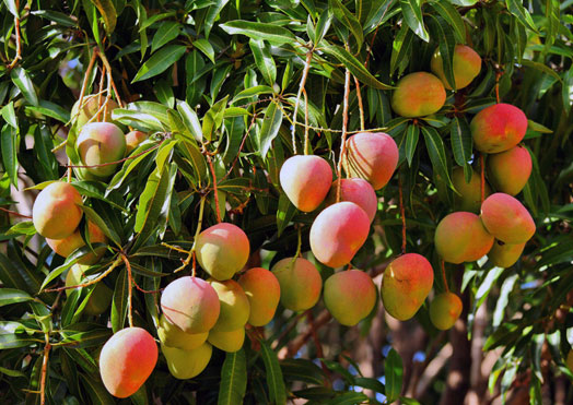 Kebun Mangga