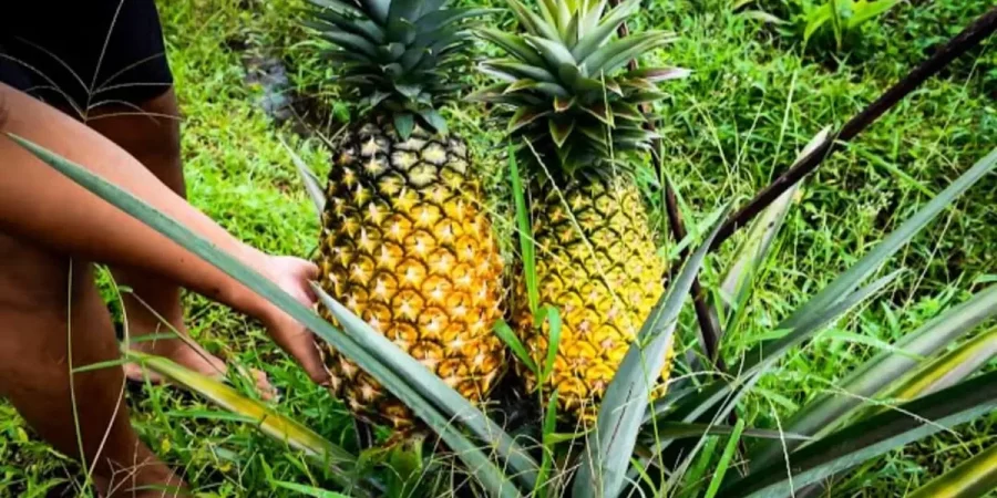 Kebun Nanas
