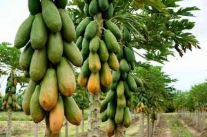 Kebun Pepaya