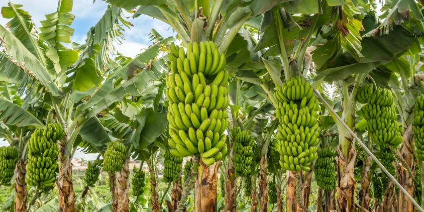 Kebun Pisang Tropis