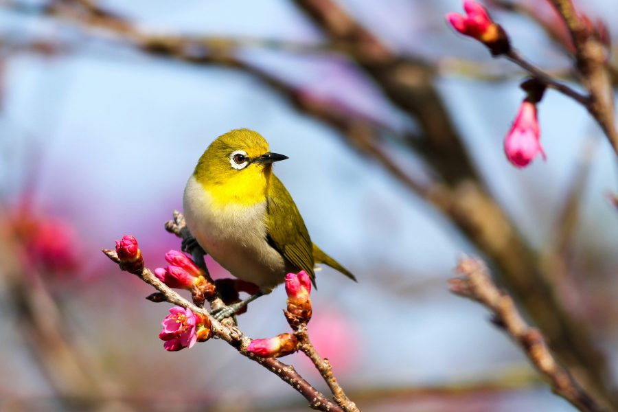 Merawat Burung Kicau