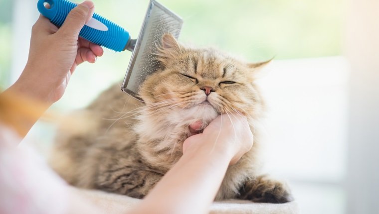 Perawatan Kucing Rumahan