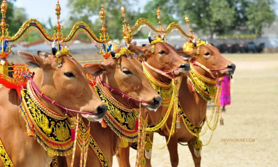 Tradisi Karapan Sapi Madura