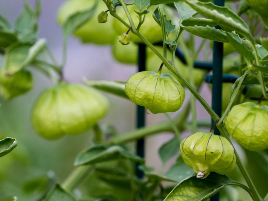 Menanam Tomatillo