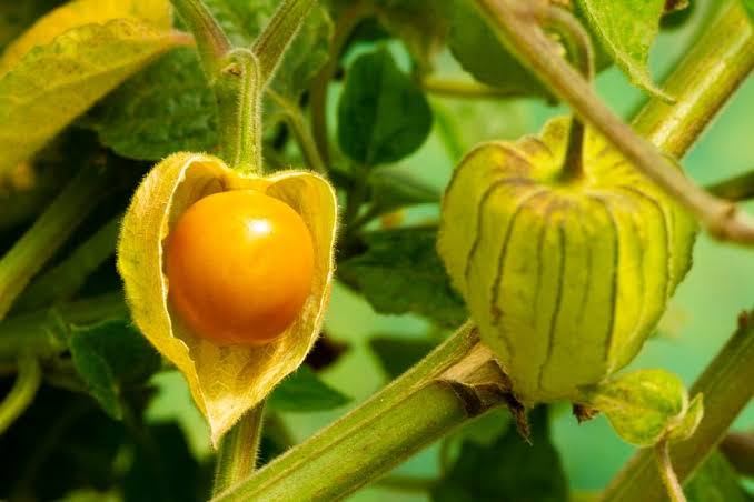 Menanam Ground Cherry