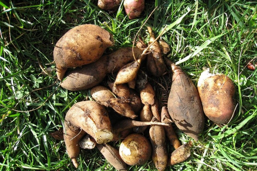 Menanam Yacon