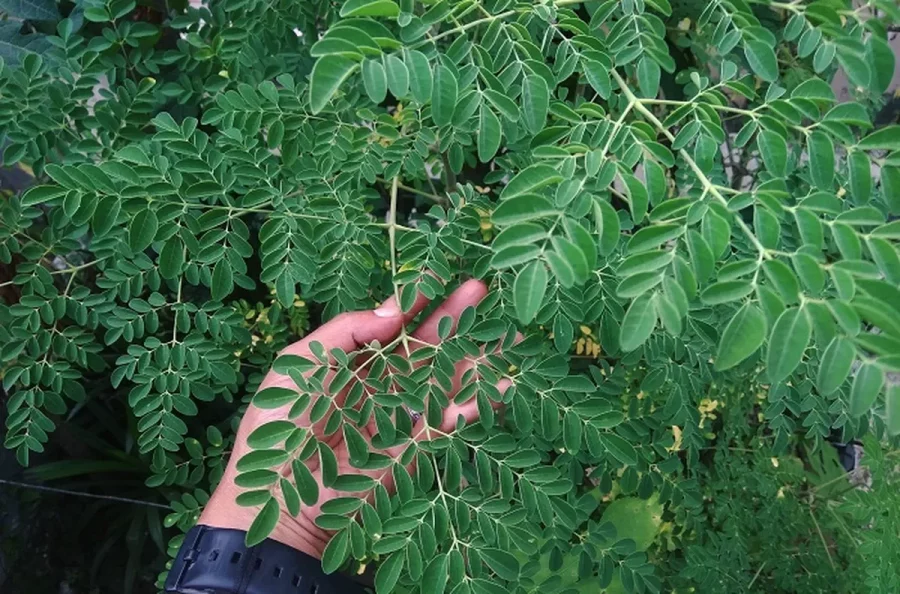 Perawatan Daun Kelor