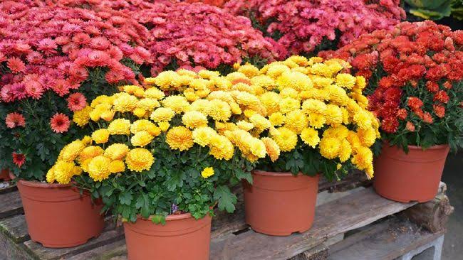 Kebun Krisan
