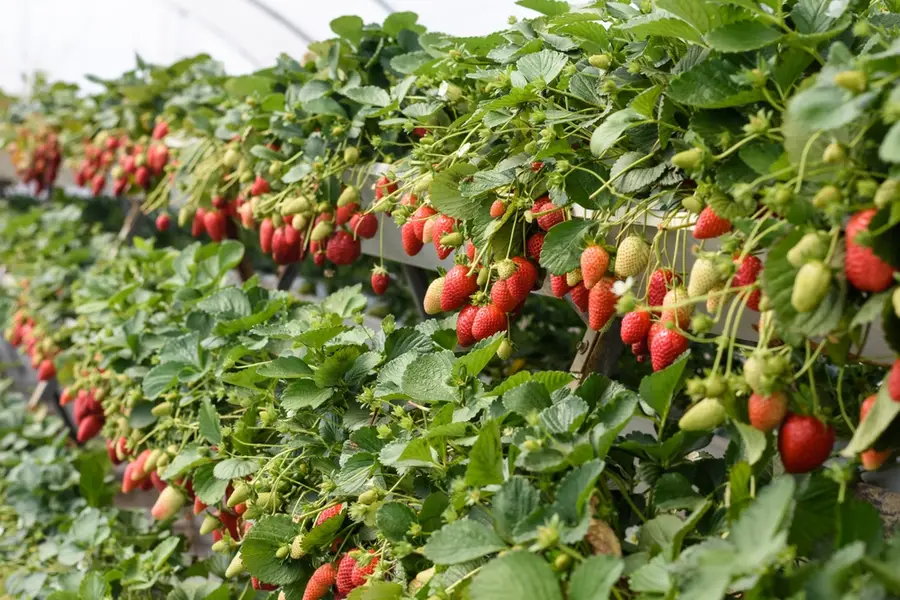 Kebun Stroberi