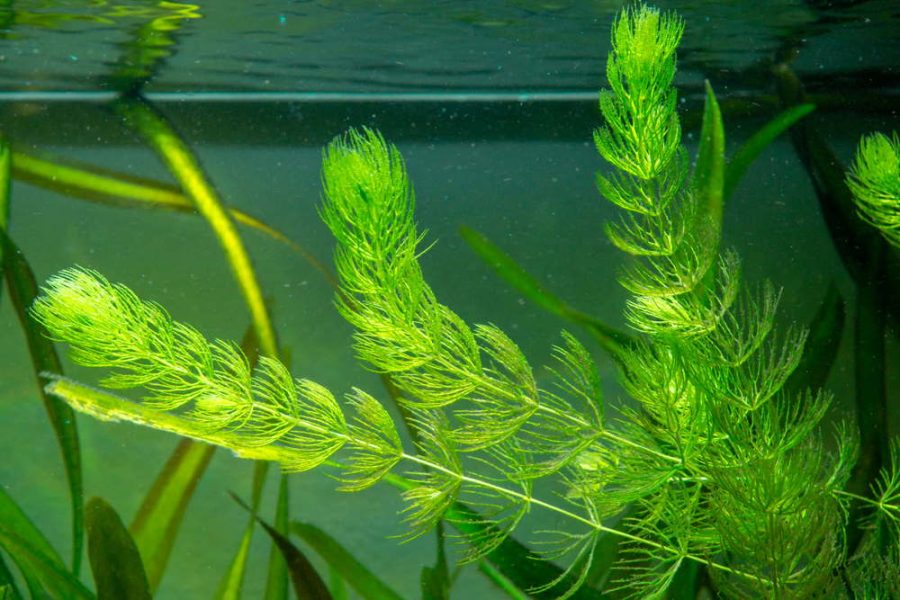 Tanaman Hornwort