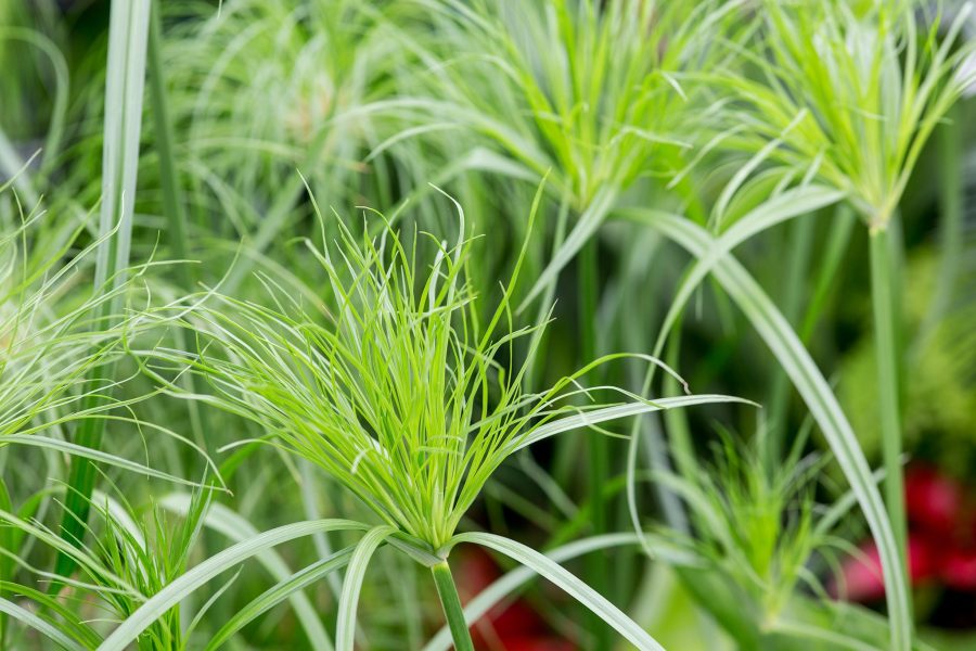 Tanaman Papyrus