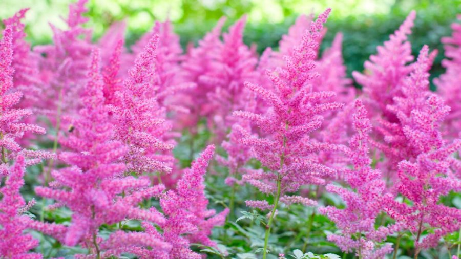 Bunga Astilbe