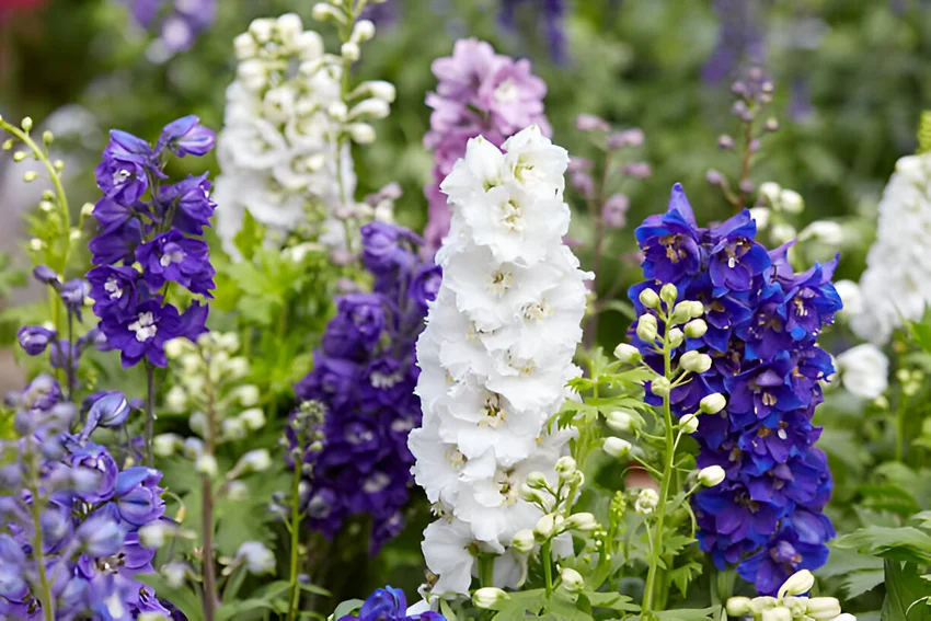 Bunga Delphinium