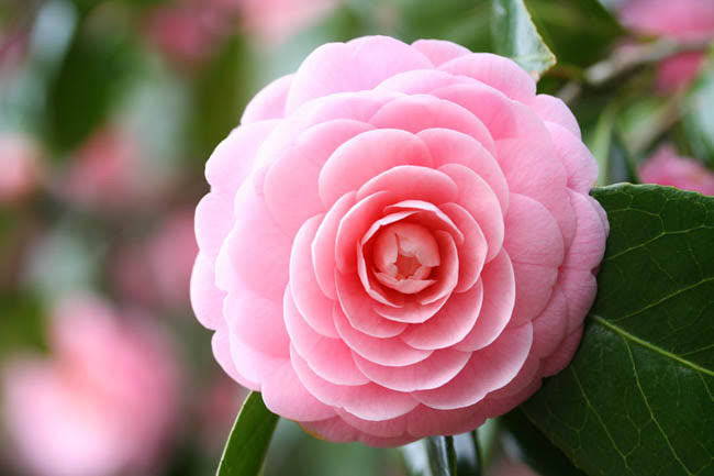 Camellia Japonica