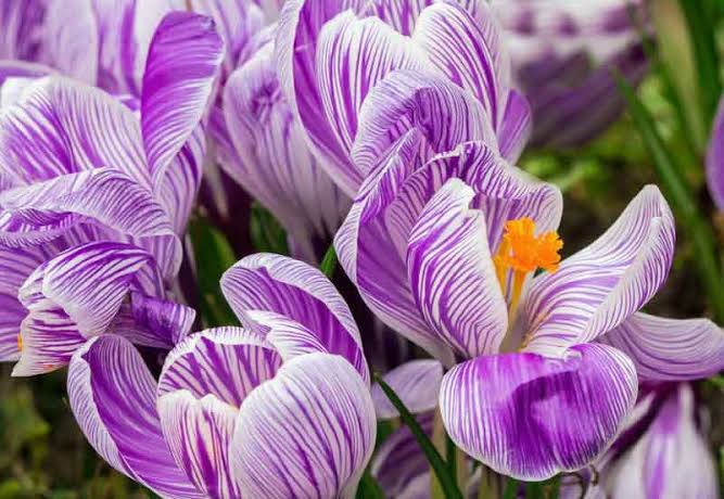 Crocus Vernus