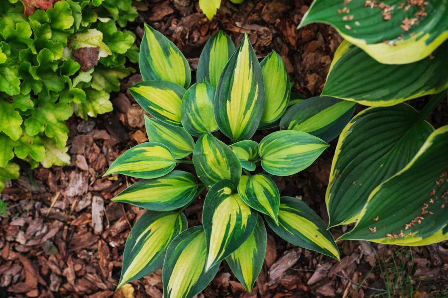 Hosta