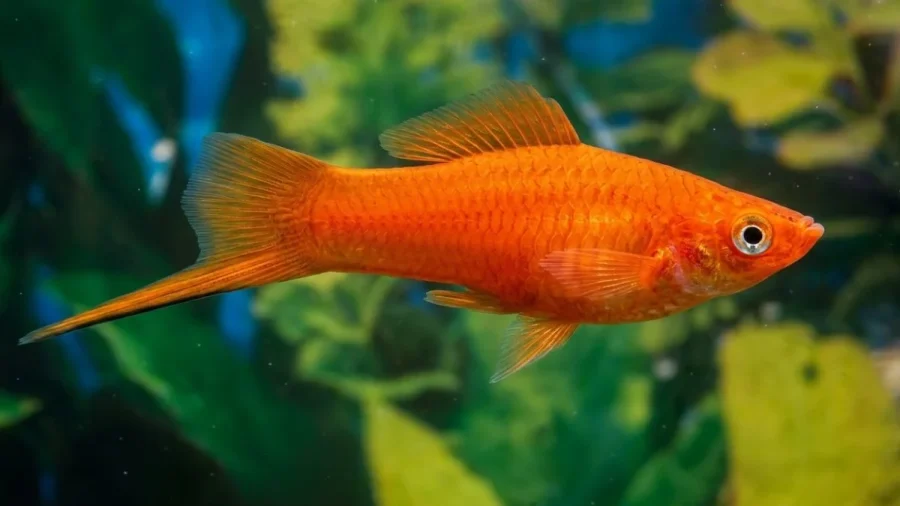 Ikan Platy