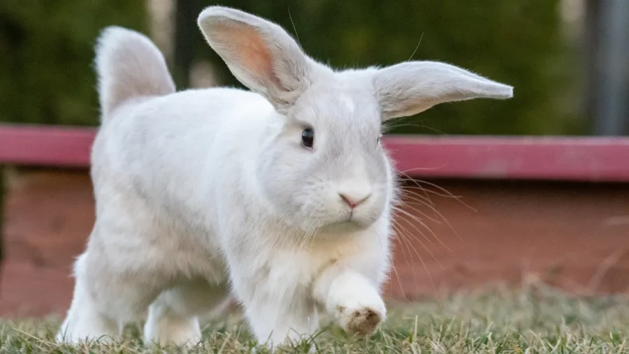 Kelinci Holland Lop