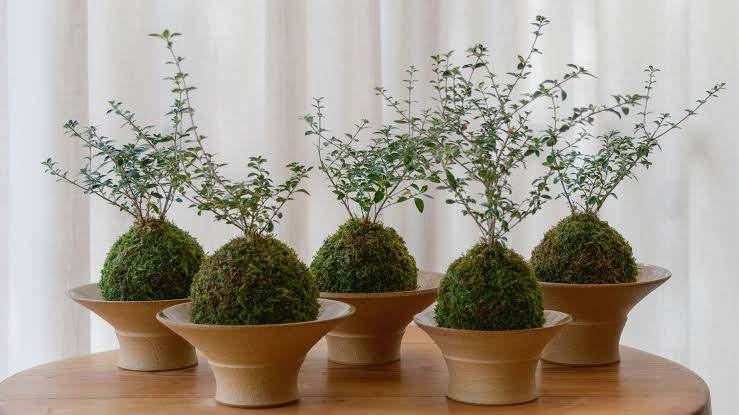 Kokedama