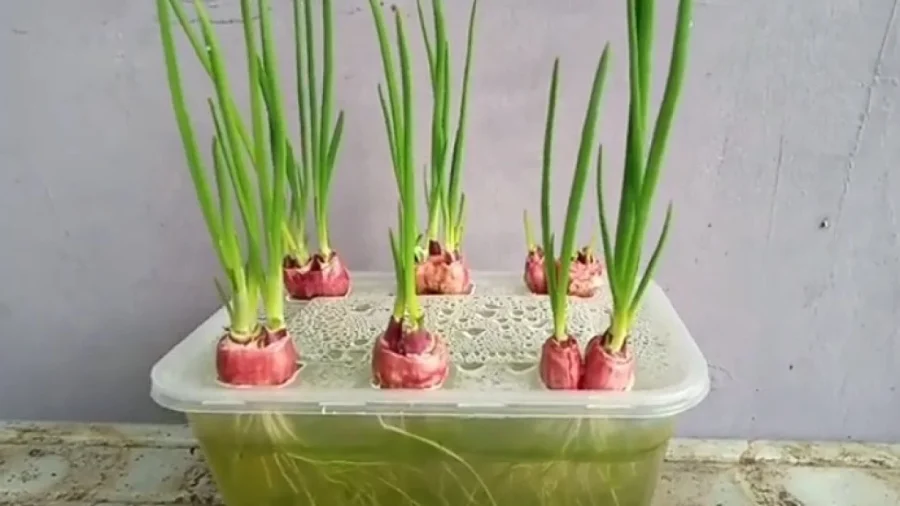 Menanam Daun Bawang