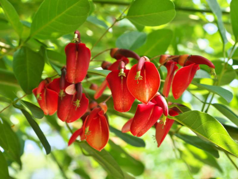 Pohon Dadap Merah