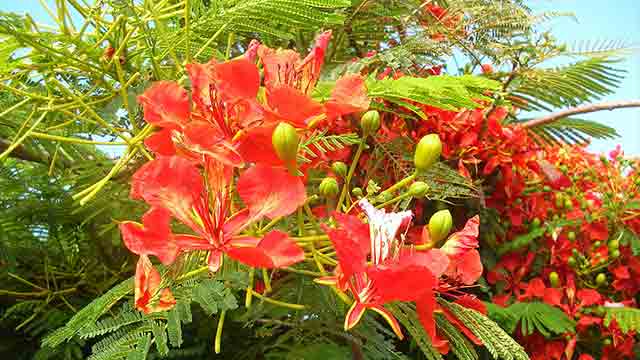 Pohon Flamboyan