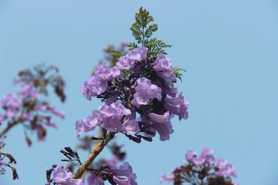 Pohon Jacaranda