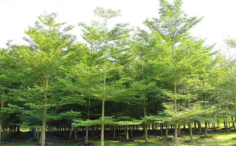 Pohon Ketapang Kencana
