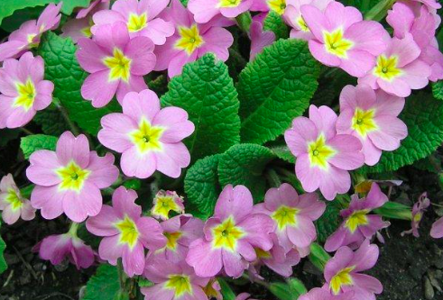 Primula Vulgaris
