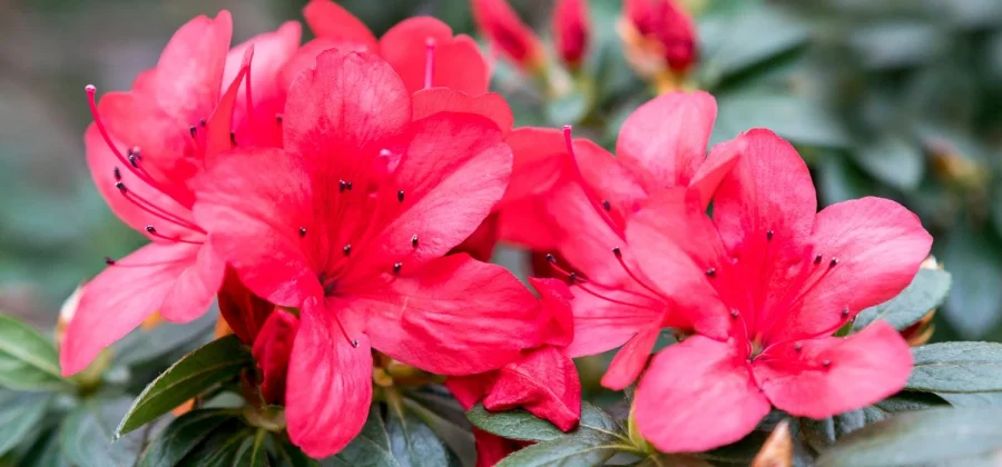 Rhododendron