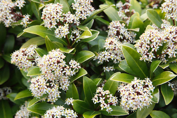 Skimmia Japonica