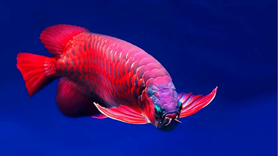 Arwana Super Red